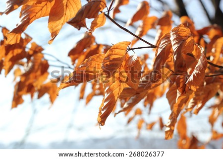 orange dry autumn leaves, tree with orange leaves