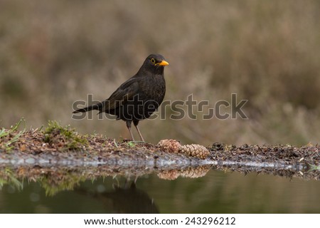 Common Blackbird - Merel