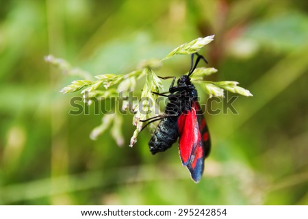 Butterfly with black and red wings sits on a blade of grass