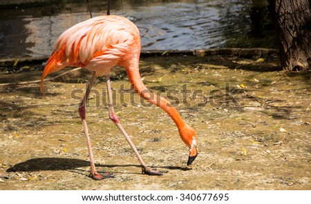 Pink Flamingo bowed head down