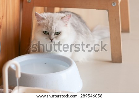 Persian cat looks mad in front of bowl