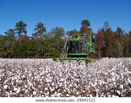 Cotton Picking Stock Photo 24041521 : Shutterstock