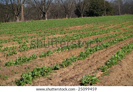 Rows of small pea plants in a field in south Georgia