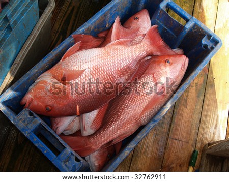 A days catch of large red snapper in a blue crate sitting on a dock which was caught in the Florida Gulf.