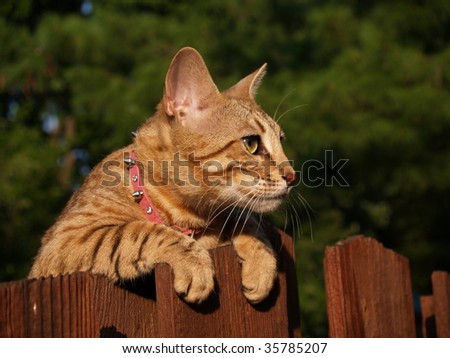 A striped gold colored female Serval Savannah cat looking over a wooden fence with golden yellow eyes wearing a pink collar.