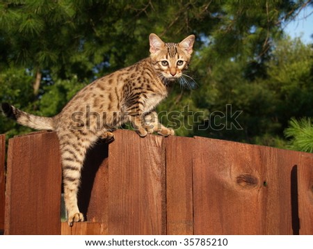 A spotted and striped gold colored male Serval Savannah kitten climbing on a wooden fence.