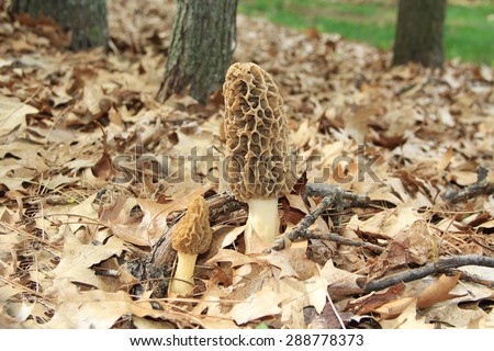 Close-up of a huge wild morel mushroom in a wooded area.  Also known by many unique names such as, dryland fish, molly moochers, hickory chicken, merkels, muggin and miracle.