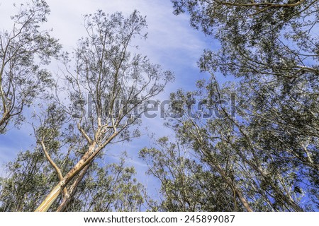 Eucalyptus tree at San Simeon Pier, on the Central California Coast, near Cambria, CA.