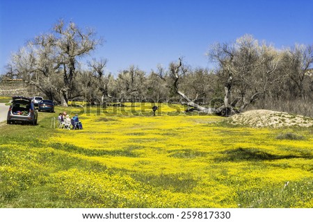 Bright spring yellow flowers, desert gold and California poppies near mountains in the Carrizo National Monument, on Shell Creek Road, in San Luis Obisco County, California.
