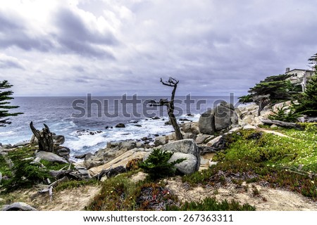 Pescadero Point at 17 Mile Drive. The area of Pescadero Point known as Ghost Tree gets its name from the white and gnarly local cypress trees in the area which bring to mind ghosts & anything spooky.