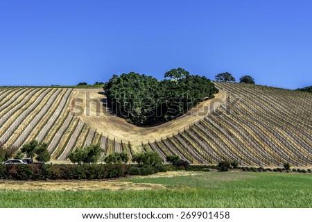 A copse of trees forms a heart shape on the scenic hills of the California Central Coast where vineyards grow a variety of fine grapes for wine production, near Paso Robles, CA. on scenic Highway 46.