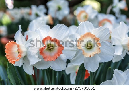 beautiful white and orange daffodils orange and white narcissus in a garden. soft focus or shallow depth of field, with bokeh background