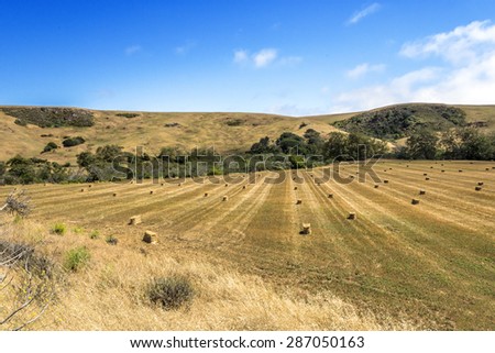 Mown hay harvested in bales / briquettes in a field against a blue sky with clouds,golden hills, and green trees, on the California Central Coast near Cambria, CA.