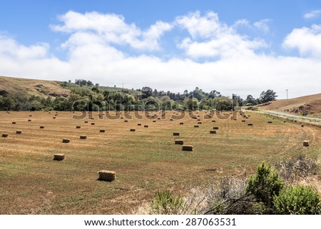 Mown hay harvested in bales / briquettes in a field against a blue sky with clouds, golden hills, and green trees, on the California Central Coast near Cambria, CA.