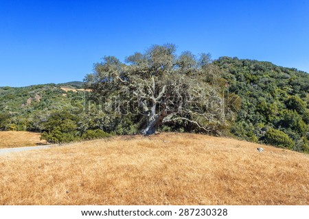 California Black Oak, golden grass, and blue sky, on the California Central Coast, near Hearst Castle and Cambria, CA.