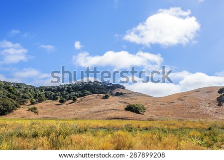 Drought stricken California black oak, golden grass, and blue sky, on the California Central Coast, near Hearst Castle and Cambria, CA.