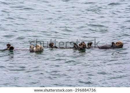 Three Sea Otters Sleeping in Single File on the rugged Big Sur coastline, near Cambria, CA. on the California Central Coast.