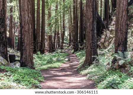 Hiking, walking, biking, & enjoying the coastal redwood trees & forest trails & paths, close to the Big Sur Highway (California State Highway 1), on California Central Coast, near Limeklin State Park.