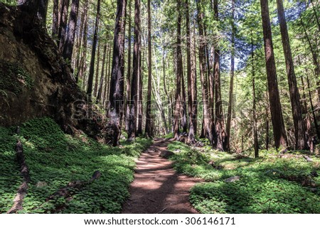 Hiking, walking, biking, & enjoying the coastal redwood trees & forest trails & paths, close to the Big Sur Highway (California State Highway 1), on California Central Coast, near Limeklin State Park.