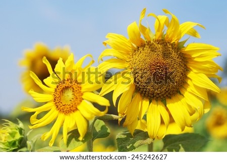 Bright yellow sunflowers in full bloom , sun and wind surfing . The bright yellow flowers.Sunflower blossom Yellow flowers Welcome the morning sun Bright yellow flowers Make merry with fresh hope.