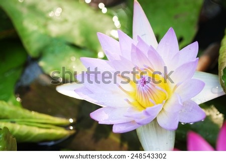 Lotus bloom Petals purple yellow stamens .