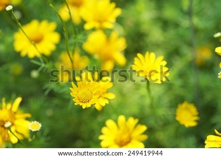 yellow daisy flower isolated in garden