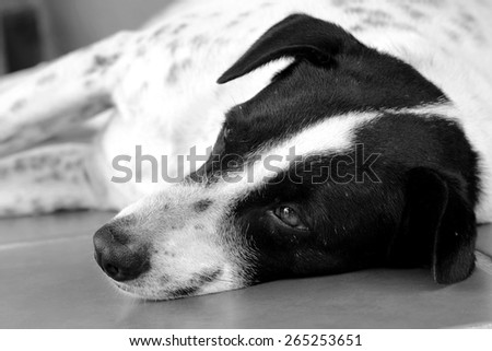 Black and white close up of a black and white dalmatian dog no purebred laying on the floor.