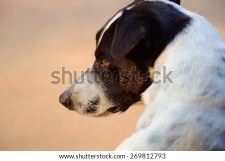 close up of the head of a dog is black and white  dalmatian dog no purebred.It look forward with vacant eyes.