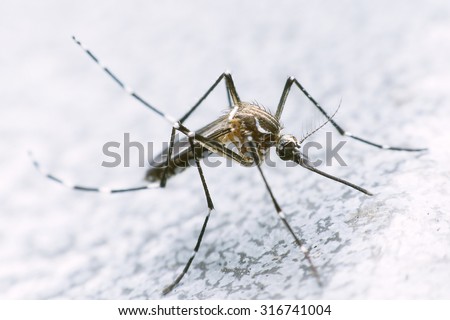 mosquito drinks blood out of man. mosquito causing dengue fever and malaria.