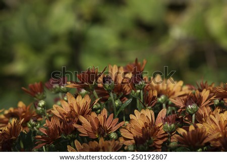 Border of bronze fall mums flowers on a green bokeh background.