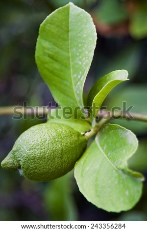 A branch of a lemon tree on which hangs not ripe lemon