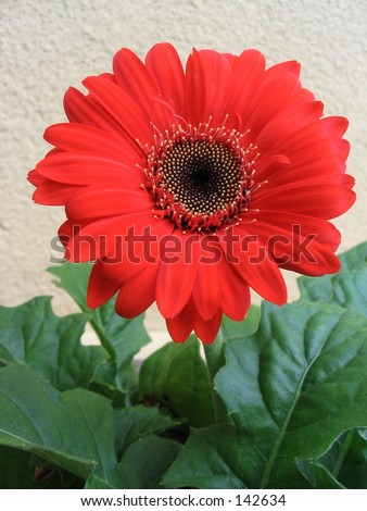Glorious Red Daisy