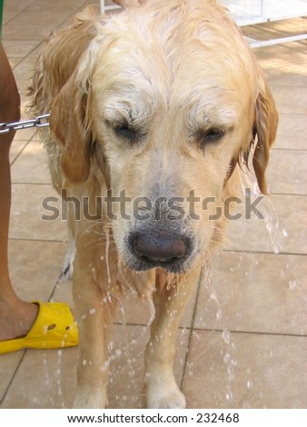 Wet Looking Dog