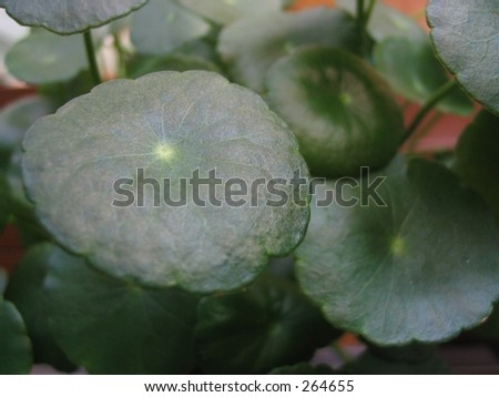 Green Round Leaves