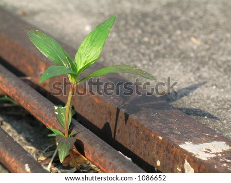 Life is Tough, with green plant surviving out of the drain
