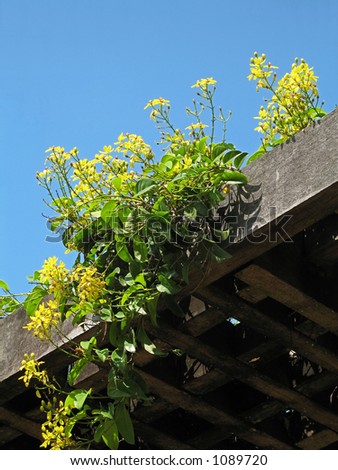 Yellow flowers growing atop a wooden roof