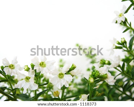 White background with white flowers for border/frame
