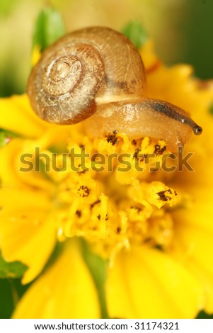 Small snail on yellow flower