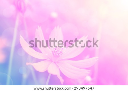 Abstract,  cosmos flowers in soft color and blur style with lens flare  for background.