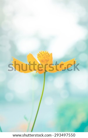 Abstract, yellow cosmos flowers in soft color and blur style for background.