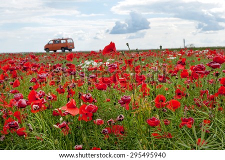 Red poppy flowers in a rape field with out of focus racing car background