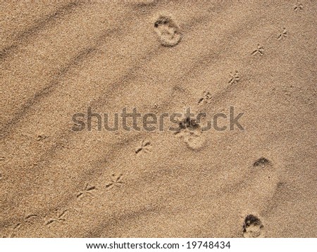 cat and bird footprints