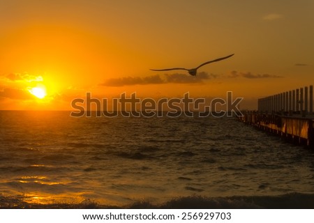 Sunrise at the ocean with a bird