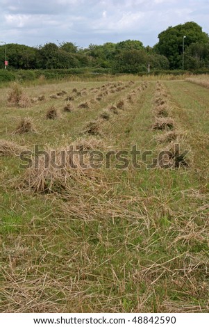 cut grass in field