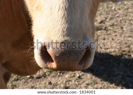 A cow's nose.