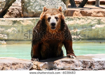An adult bear coming out of the water.