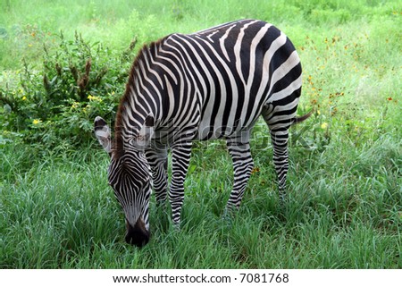 A nice shot of a Zebra.  This is a very pretty animal.