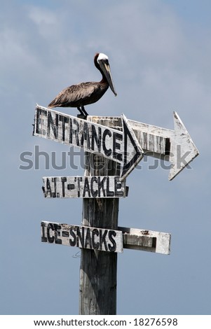 a pelican sits on top of a sign in the bay
