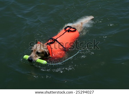 dog swimming with a life jacket and fetching a toy