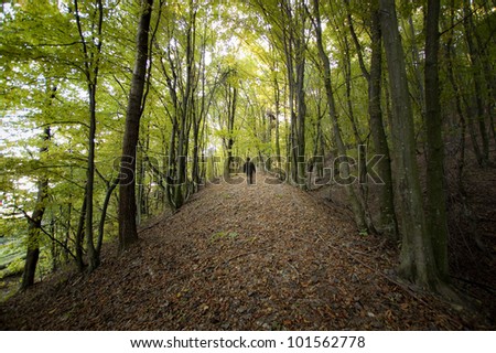 man walking in a colorful forest in summer